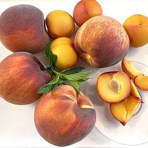 Peaches, apricots and mint leaf
